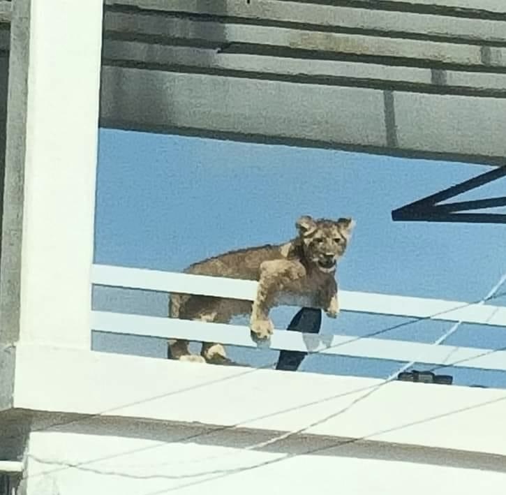 Les decomisan mascota una Leona de tres meses en el Fracc.Los Nogales