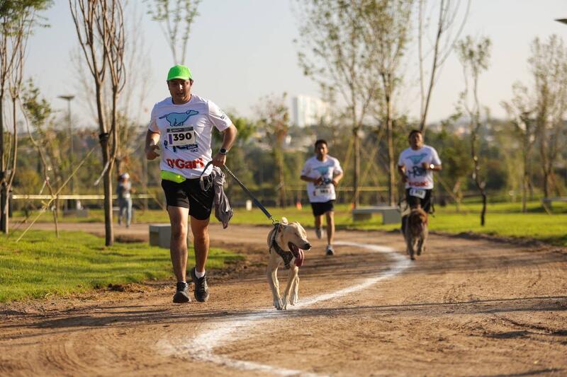 Gran éxito de la Carrera Canina P-Run 2024 en La Queretana