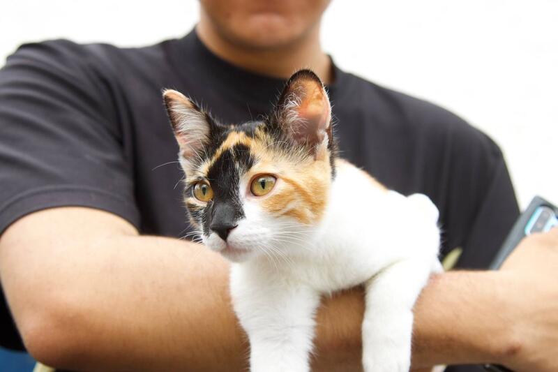 Borrador automático