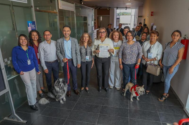 Borrador automático