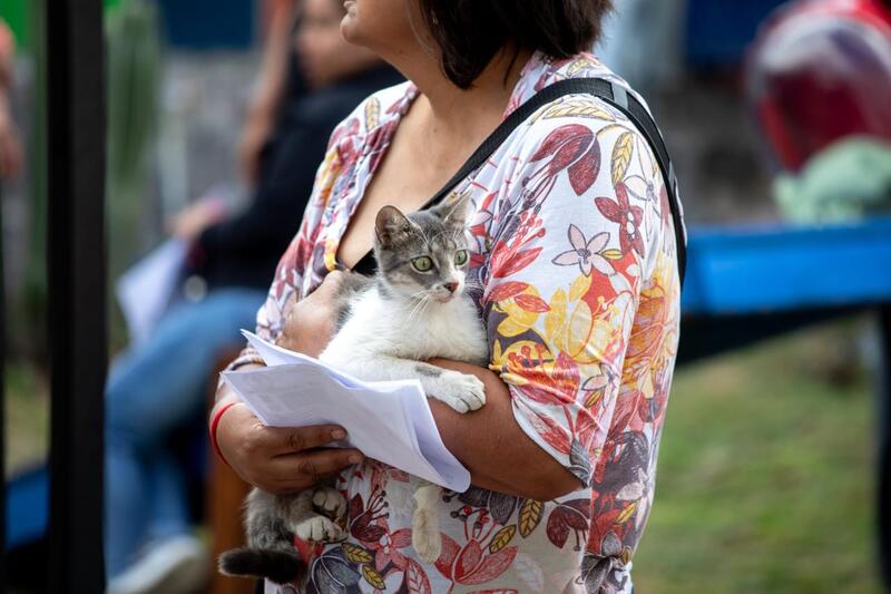 Borrador automático