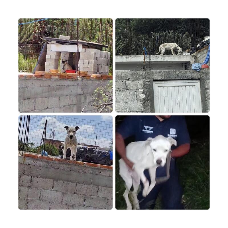 Borrador automático