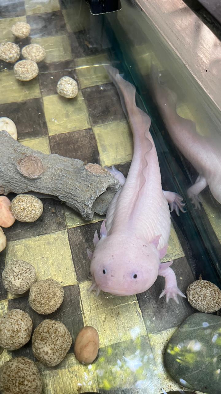 Borrador automático