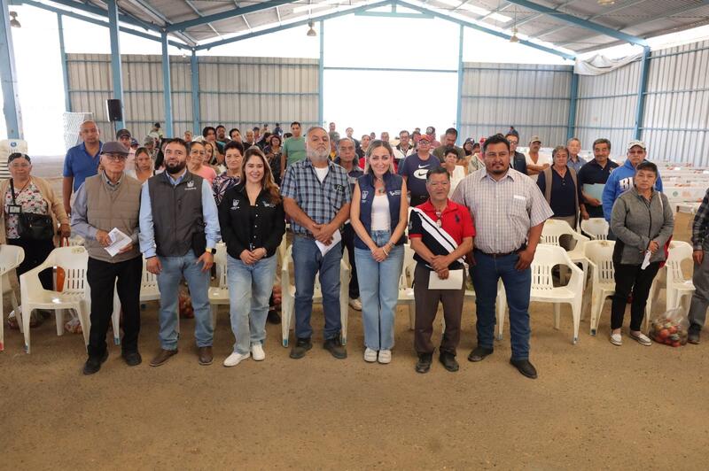 Borrador automático