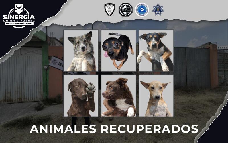 Rescatan 32 perros en condiciones de maltrato tras cateo en San Juan del Río