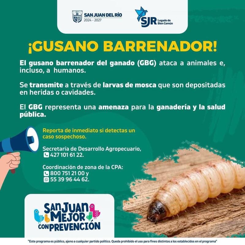 Borrador automático