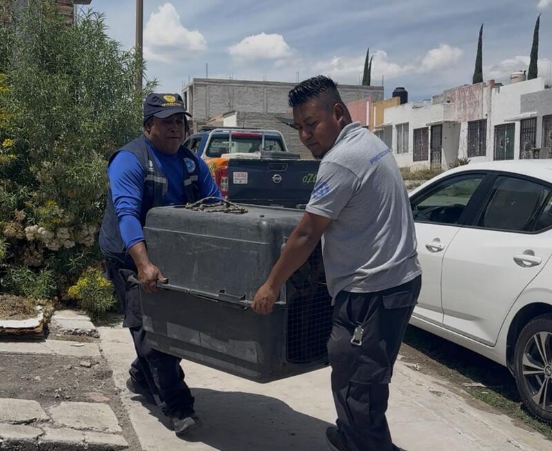 Borrador automático